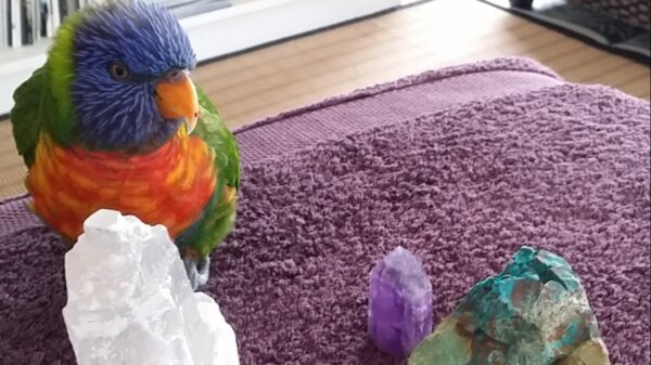 Give Australian Companion Birds a Voice!