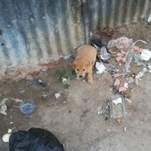 Help rescue this puppy from a life in the streets