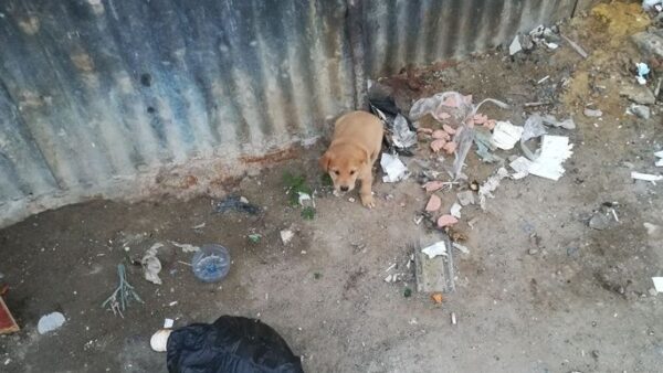 Help rescue this puppy from a life in the streets
