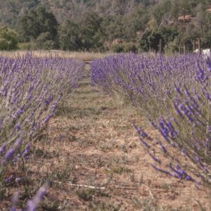 Help Jack’s Lavender Farm Grow!