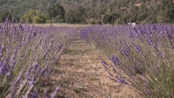 Help Jack’s Lavender Farm Grow!