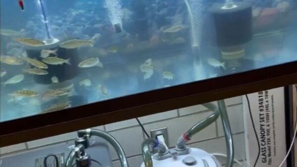 Fund Aquarium Equipment for Salmon In the Classroom Program