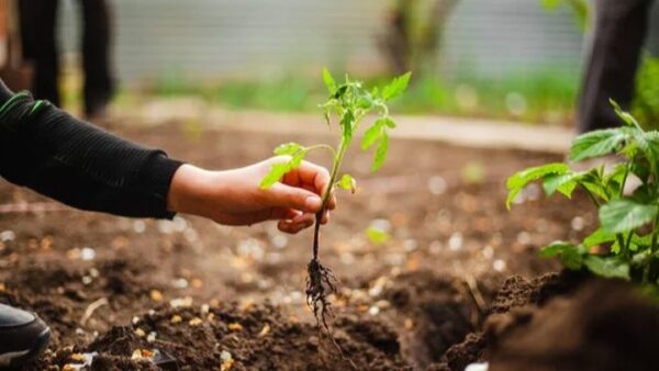 Support KOR Kids' Greenhouse Project
