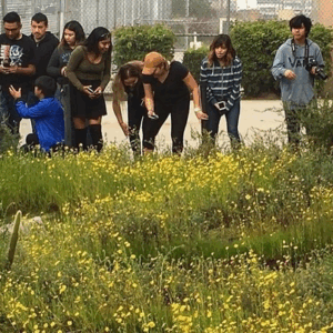 Help Mr. Nanoski Rehabilitate The Habitat Gardens