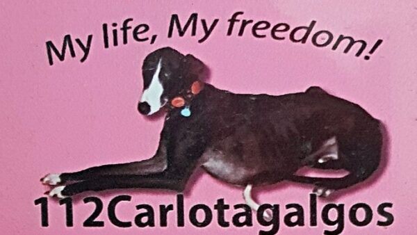 Galgo Help
