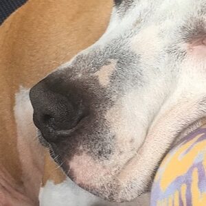 ANTI THE DOG’S emergency vet bills and recovery