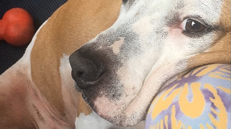 ANTI THE DOG’S emergency vet bills and recovery