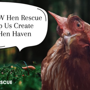 Project Hen Haven