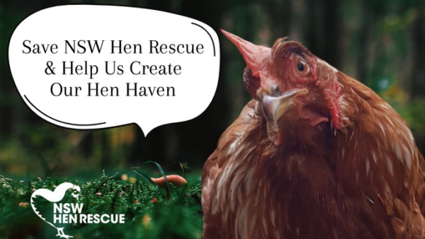 Project Hen Haven