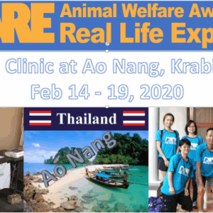 AWARE Healthy Cats Clinic (Ao Nang, Krabi, Thailand)