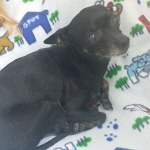 MiAmore NEEDS Your Loving Help!