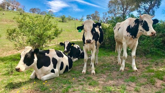 A feed, supplies and medical shed for Christmas