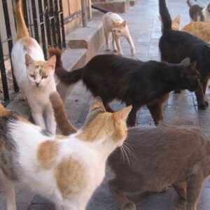 TRAP, NEUTER, RELEASE TO KEEP OUR VILLAGE CAT COLONIES DOWN
