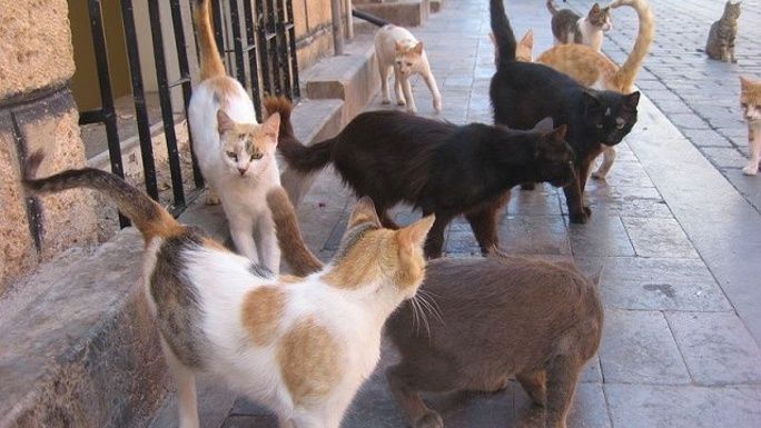 TRAP, NEUTER, RELEASE TO KEEP OUR VILLAGE CAT COLONIES DOWN