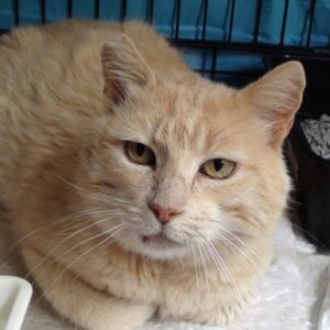 Boof Boof the street cat