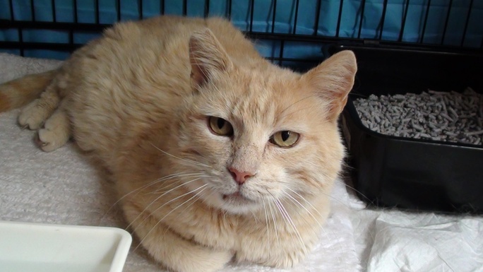 Boof Boof the street cat