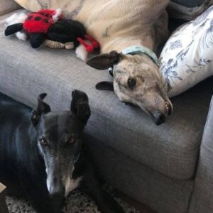 Save Rescue Snoots: Fred & Sal