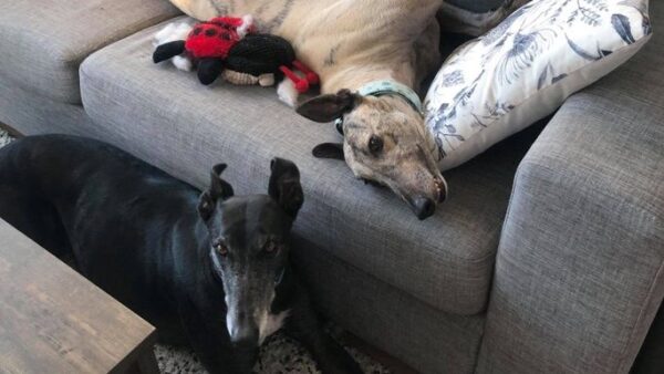Save Rescue Snoots: Fred & Sal
