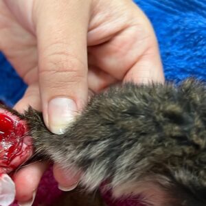 WAs First Regional Wildlife Hospital