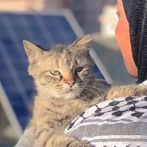 https://sadik-o.com - refugees and asylum seeekers - Save my life family and cat