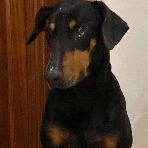 Fifi needs our help