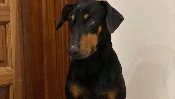 Fifi needs our help