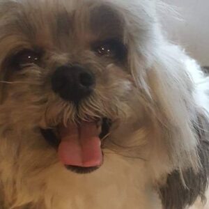 Help Save Sweet Molly's Life [See Edit]