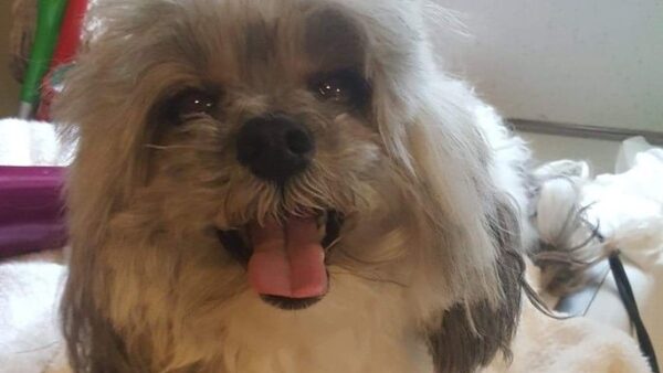 Help Save Sweet Molly's Life [See Edit]