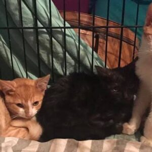Fifty Shades of Tabby: TNR + Rescue for Community Cats