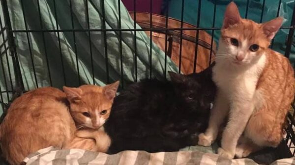 Fifty Shades of Tabby: TNR + Rescue for Community Cats