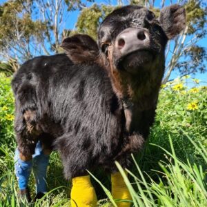 Help save Homer calf!