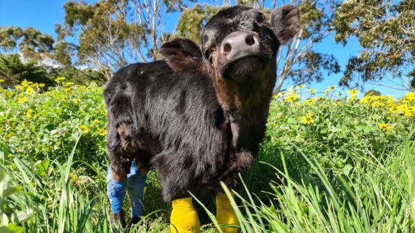 Help save Homer calf!