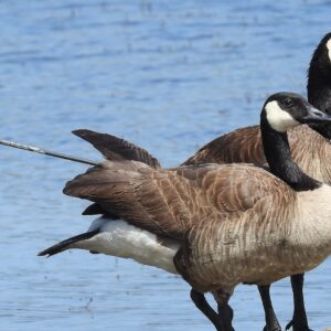Fund a Net Gun to Help Capture Injured Wildlife