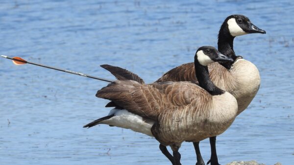 Fund a Net Gun to Help Capture Injured Wildlife