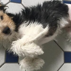 Nala needs your help to pay for surgery