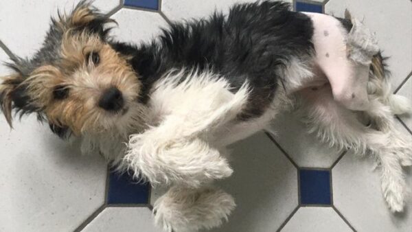 Nala needs your help to pay for surgery