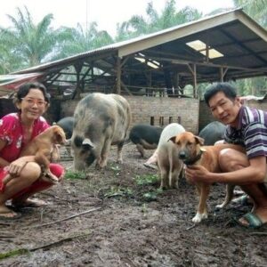 Helping Sehati Animal Sanctuary