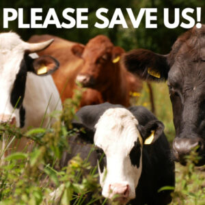 URGENT URGENT URGENT Please Help Save Heartstone!
