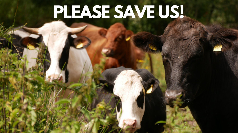 URGENT URGENT URGENT Please Help Save Heartstone!