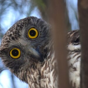 Wildlife Safe Havens