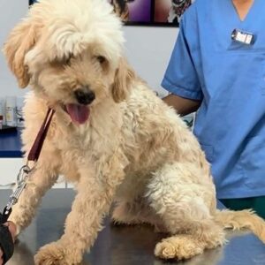 Hugo wants to fly to his new home!