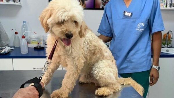 Hugo wants to fly to his new home!