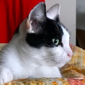Please help fund Viv’s gunshot wound surgery