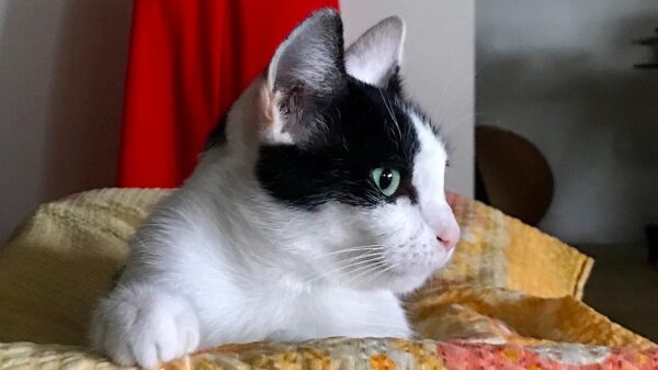 Please help fund Viv’s gunshot wound surgery