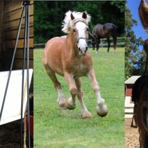 New Moves for Old Horses: Retirement Campaign