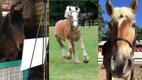 New Moves for Old Horses: Retirement Campaign