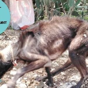 We want to save as many dogs as possible