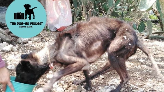 We want to save as many dogs as possible