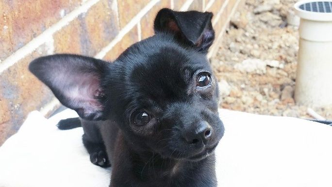 Misty the Chihuahua needs surgery