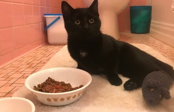 Piglet's Surgery - – Sadik-O